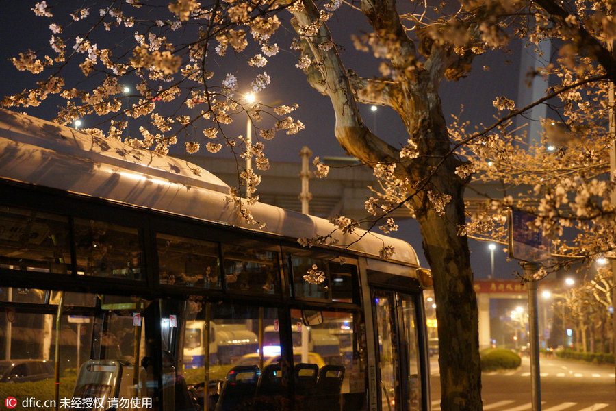 Cherry tree blooms at night