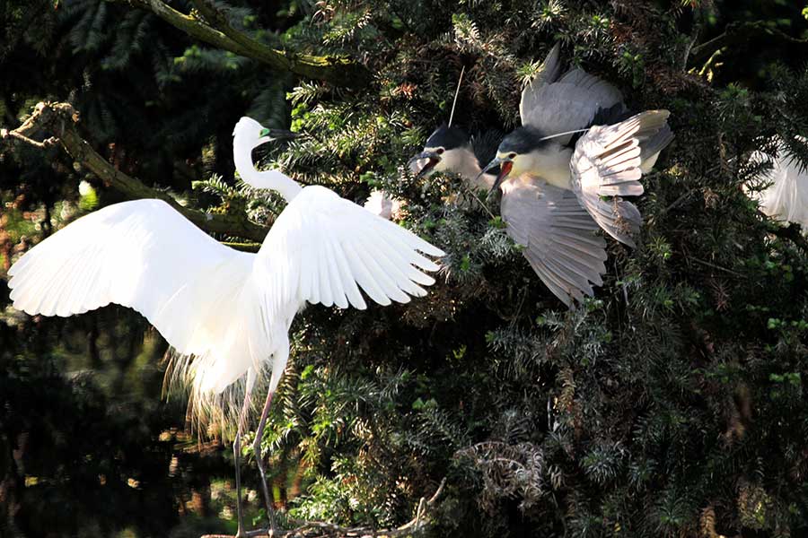 In pics: Egrets around Poyang Lake