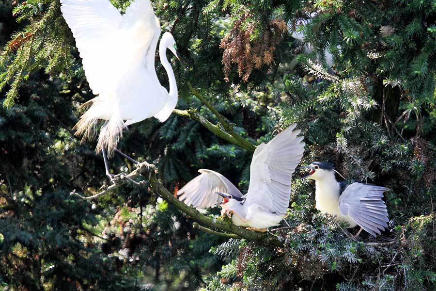 In pics: Egrets around Poyang Lake