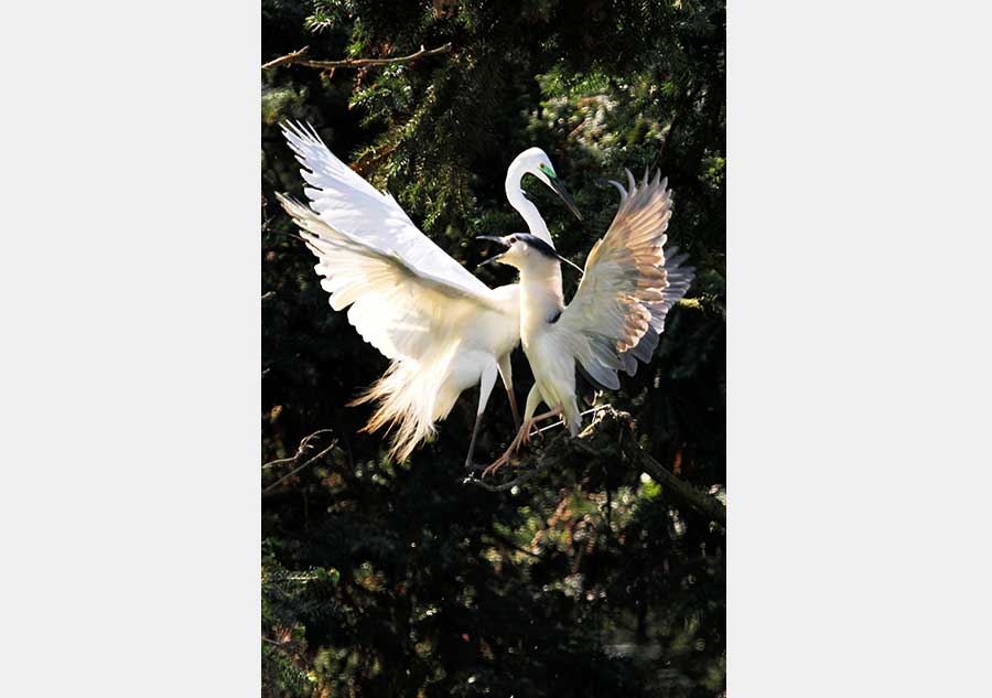 In pics: Egrets around Poyang Lake