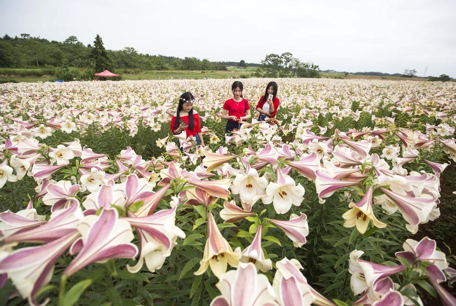 Tourists view lily flowers in East China's Jiujiang