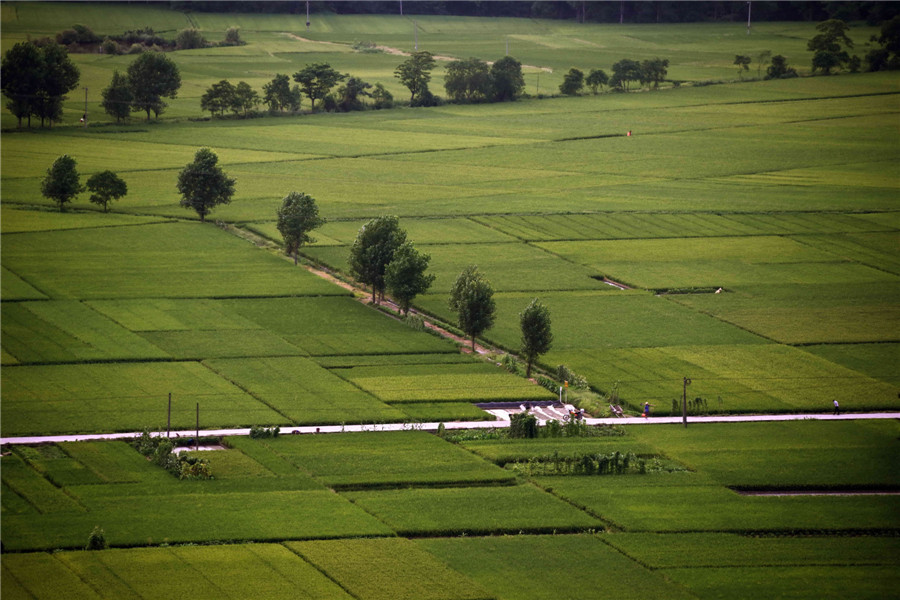 Picturesque rice fields in E China’s Jiangxi