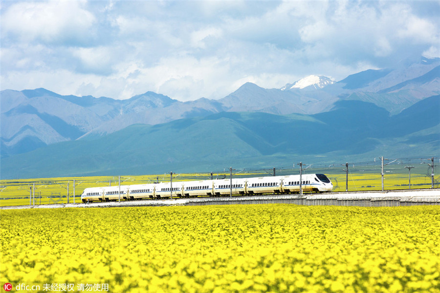 Train runs through cole flower fields in Qinghai