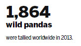 Wild panda sightings spark hope of recovery