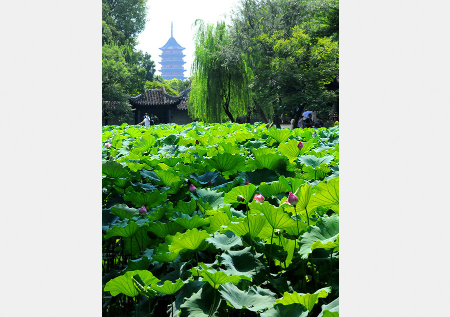 Lotus flower brightens Zhuozheng garden in Suzhou