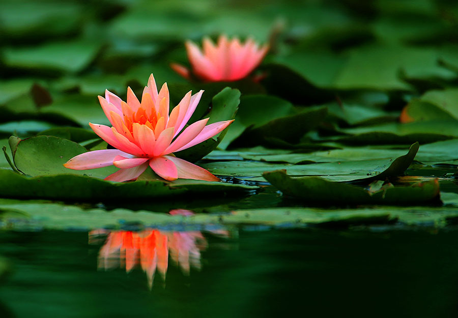 Gorgeous water lilies bloom in Anhui province