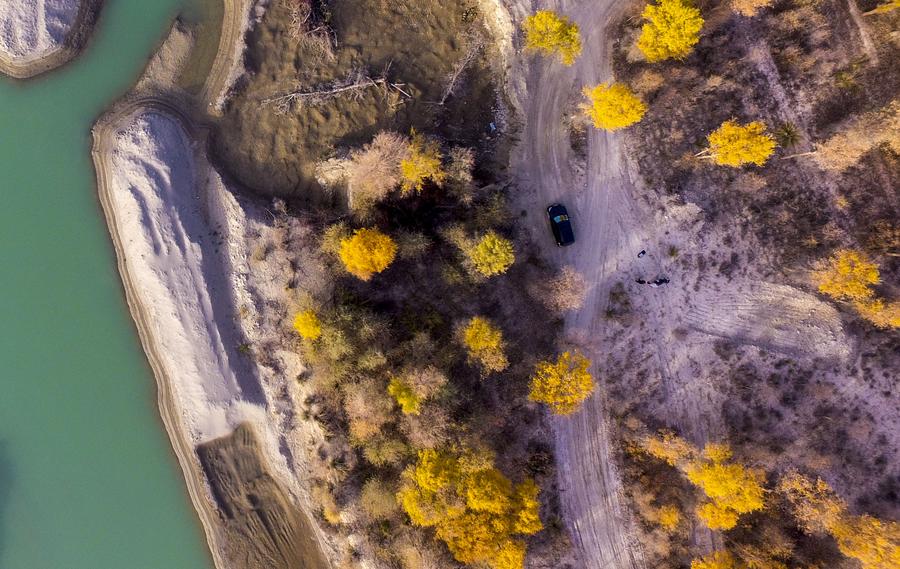 Scenery of desert poplar forest in China's Xinjiang