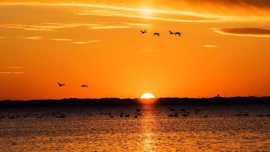 Migratory birds gather at Dalinur Lake