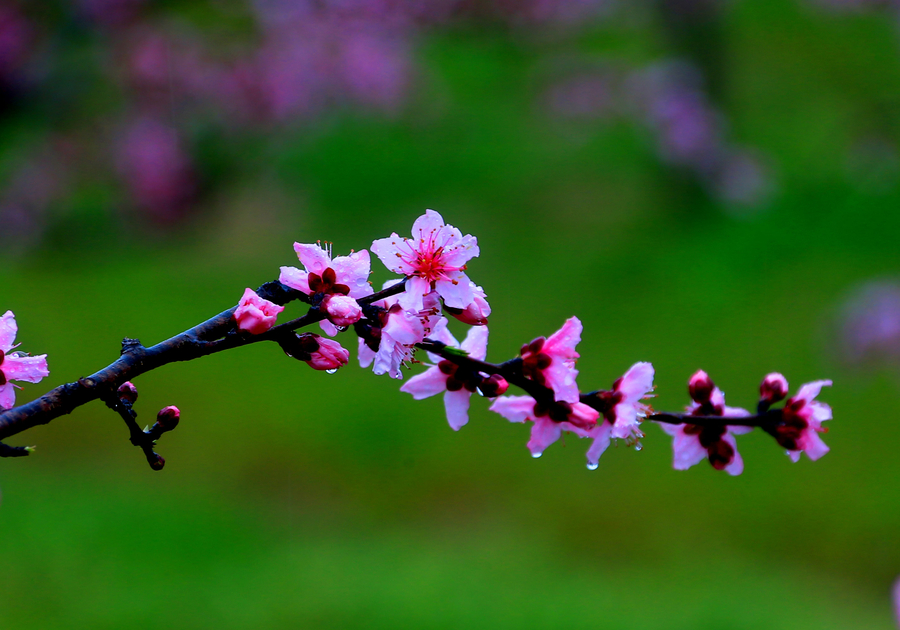 Vibrant peach blossom in East China