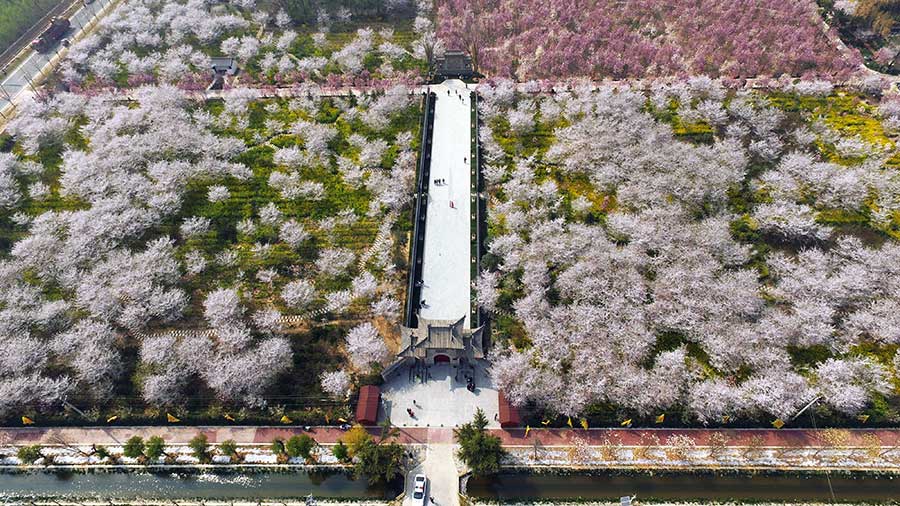Mesmerizing cherry blossoms in Yanling county, Henan province