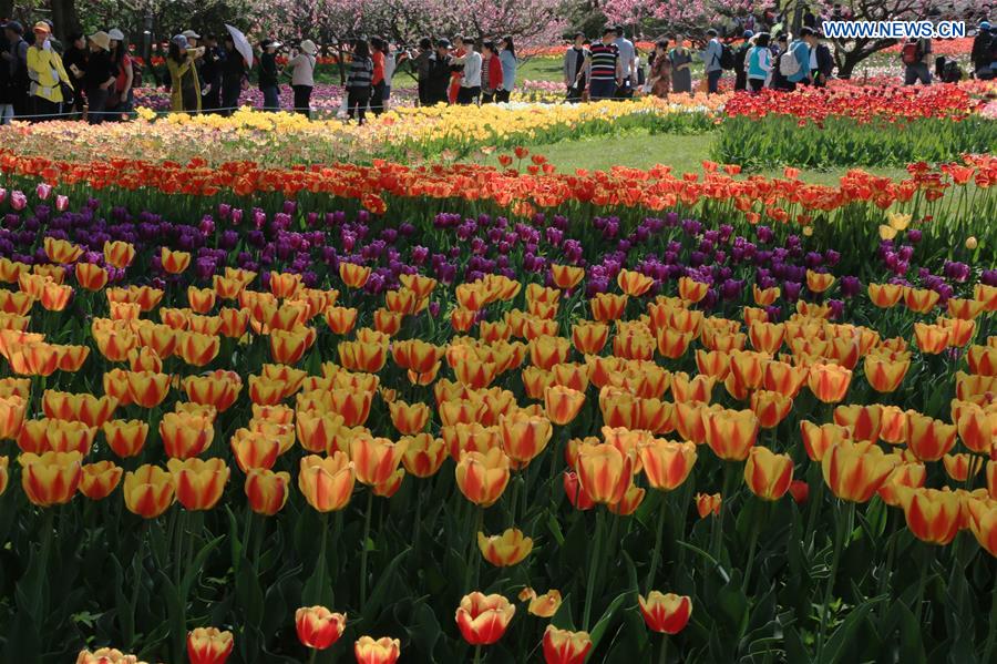 Visitors enjoy view of tulip flowers in Beijing