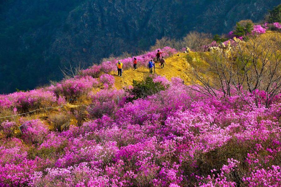 'Sea of flowers' attract tourists in Northeast China