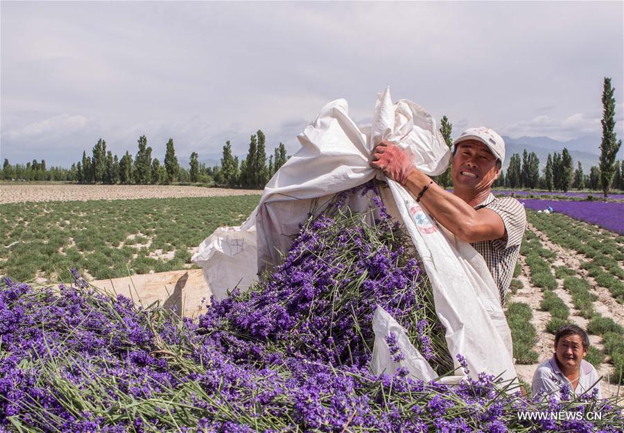7th int'l lavender tourism festival starts in NW China