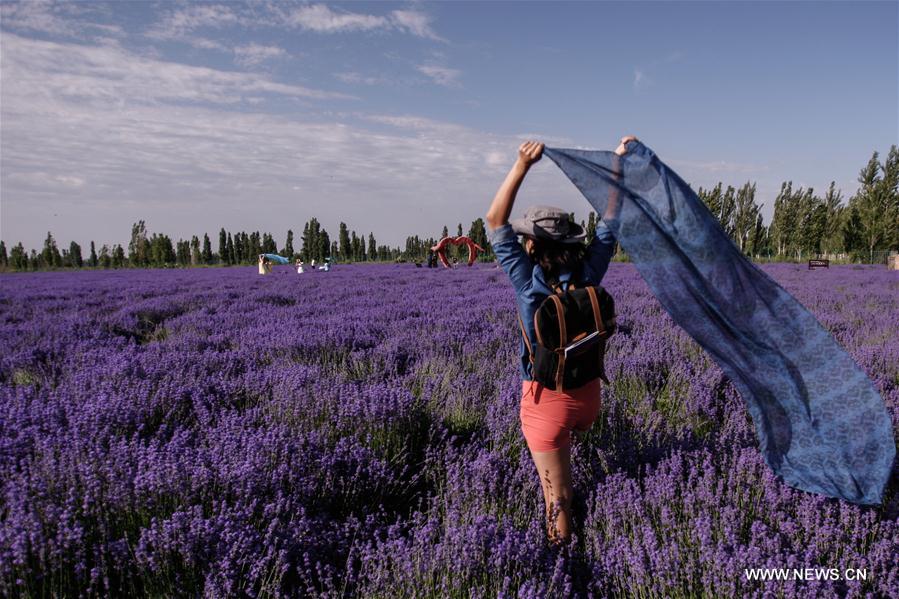 7th int'l lavender tourism festival starts in NW China