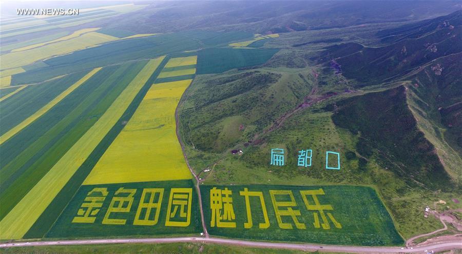 Blooming cole flowers attract tourists in Gansu