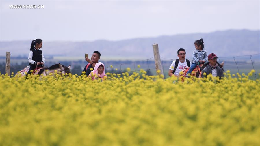 Blooming cole flowers attract tourists in Gansu