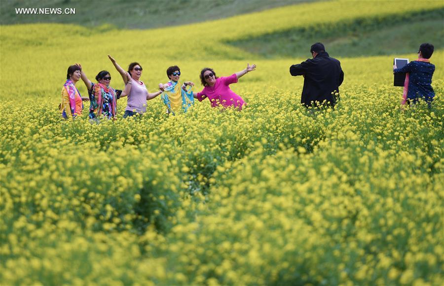 Blooming cole flowers attract tourists in Gansu