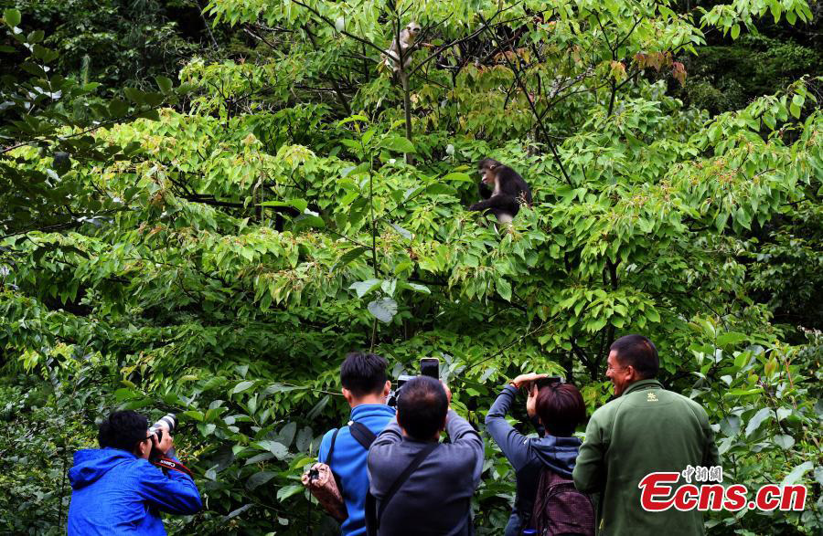 National park in Yunnan has nine new snub-nosed monkeys