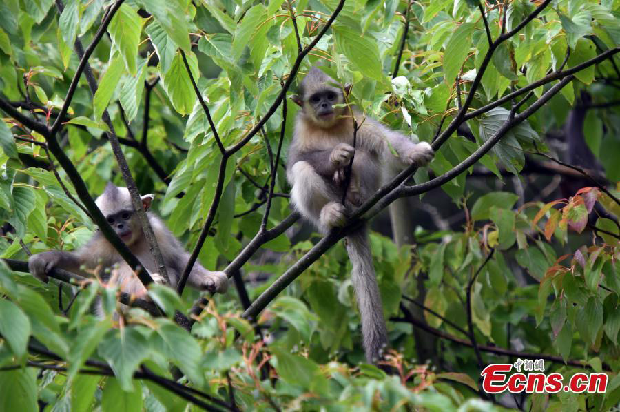 National park in Yunnan has nine new snub-nosed monkeys