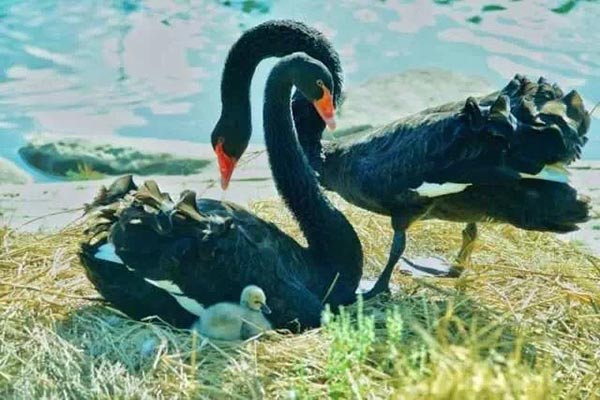 Family of black swans creates waves in Jilin University