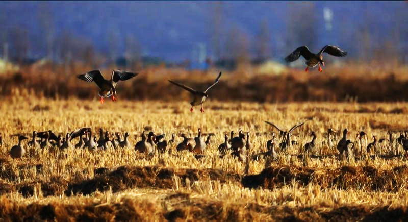 Wild geese from Siberia rest in Jilin province