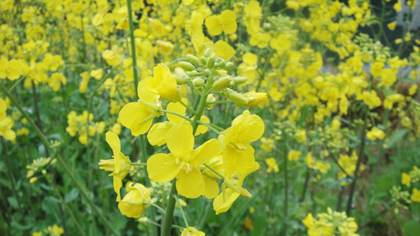 Submerged in a sea of golden cole flowers