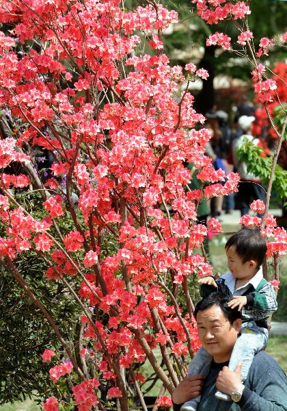 9th China Azalea Exhibition kicks off in Nanjing