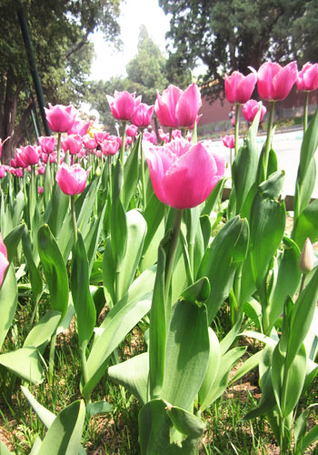 Flower diplomacy in Zhongshan Park