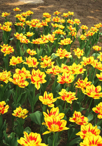 Flower diplomacy in Zhongshan Park