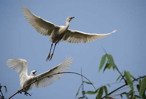 More egrets make their home in SW China