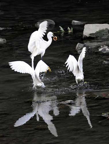 More egrets make their home in SW China