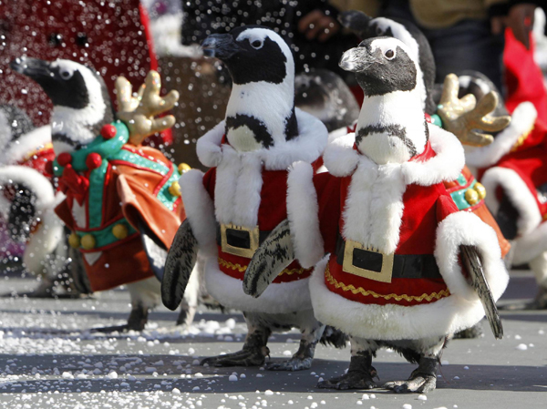 Penguins wear Santa Claus costumes