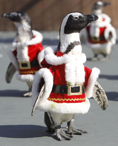 Penguins wear Santa Claus costumes