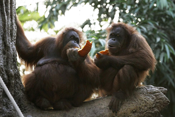 Orangutans enjoy 'Halloween-breakfast' in Hamburg