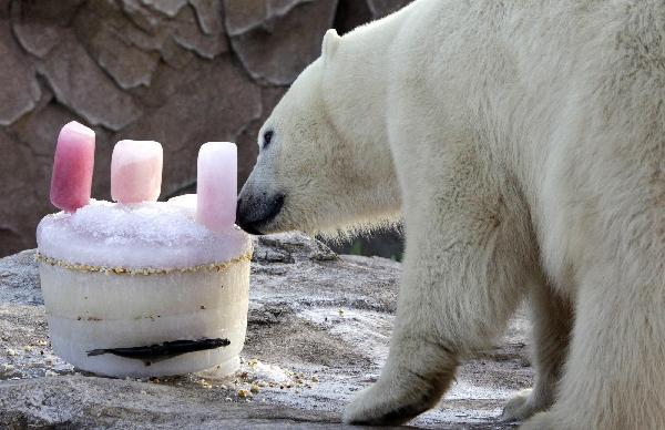 Polar bear celebrates birthday