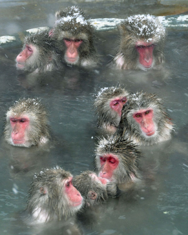 Snow Monkeys soak in hot spring