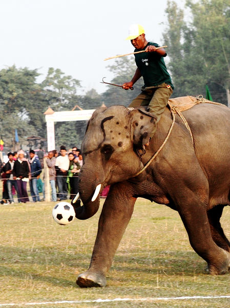 Elephant football a big draw in Nepal
