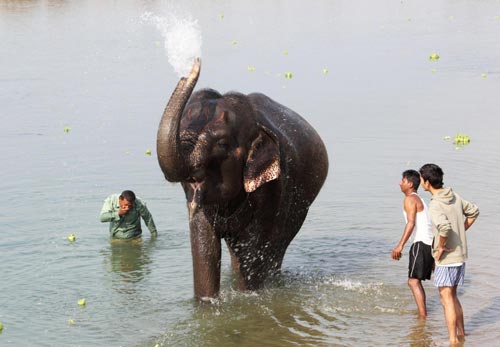 Elephant race in Nepali festival