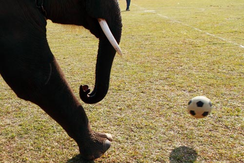 Elephant race in Nepali festival