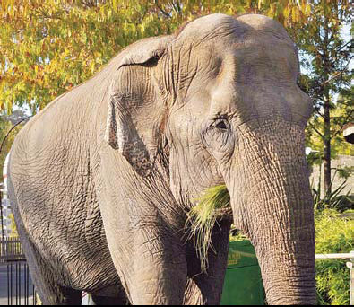 Oldest elephant in North America dies at 71