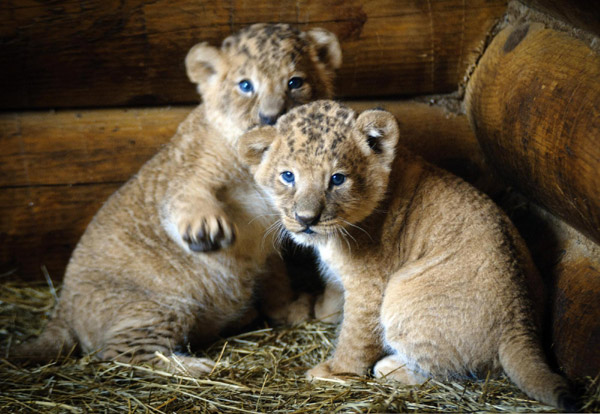 One-month-old lion cubs play at zoo