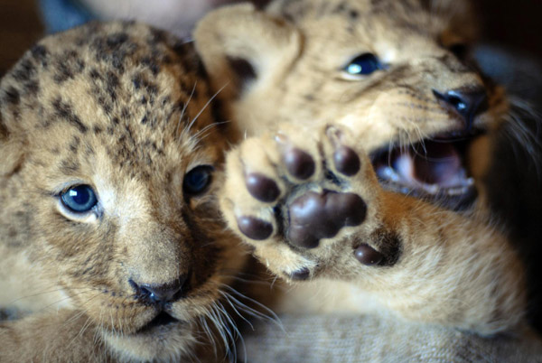 One-month-old lion cubs play at zoo