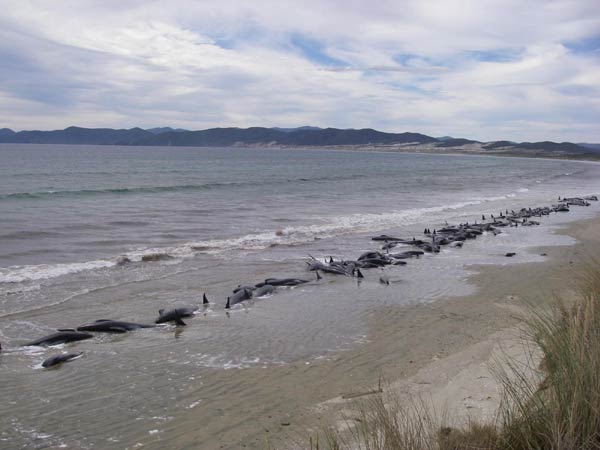 120 stranded whales feared dead in New Zealand