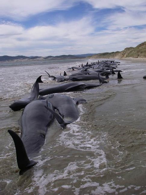 120 stranded whales feared dead in New Zealand