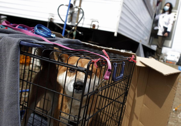 Pets get medical care after surviving quake