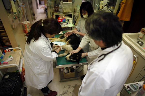 Pets get medical care after surviving quake