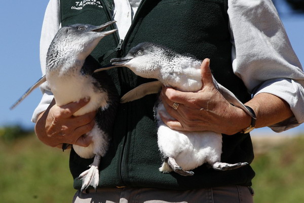 Baby penguins swim home after rehab