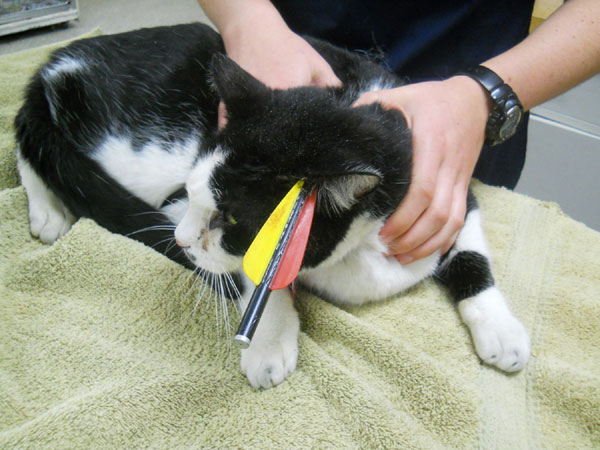 Cat shot in head with arrow, survives