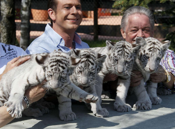 Lovely white Tiger cubs