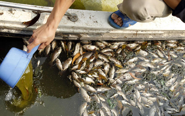 Fish dead due to pollution in Hanoi